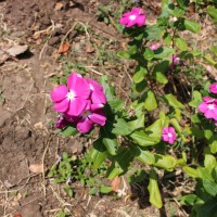 Catharanthus